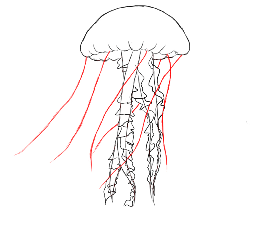 927x768 How To Draw A Jelly Fish - Jellyfish Drawing