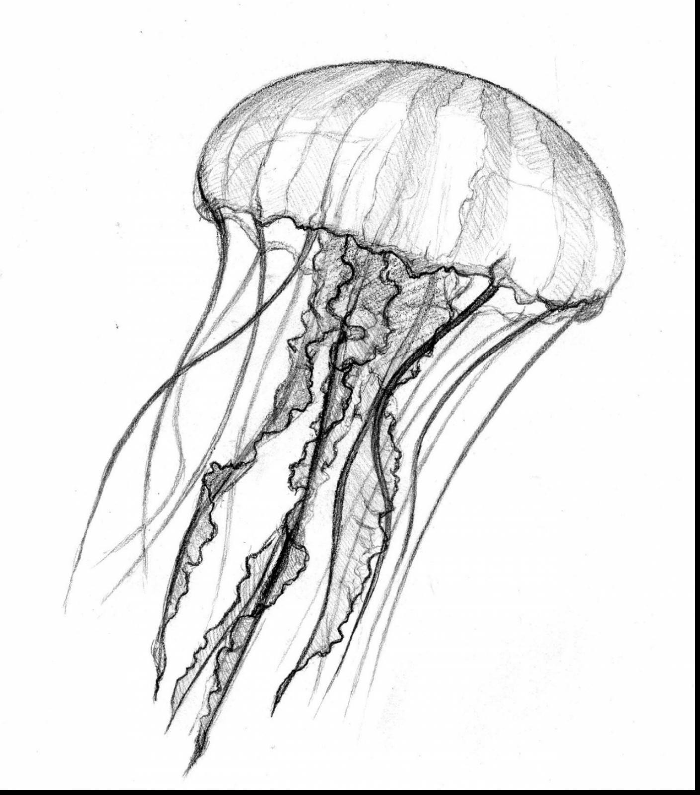 Creative Jellyfish Sketch Drawing with Realistic