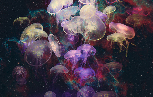 500x318 Jellyfish Drawing Colo Hd Wallpaper, Background Images - Jellyfish Drawing Color
