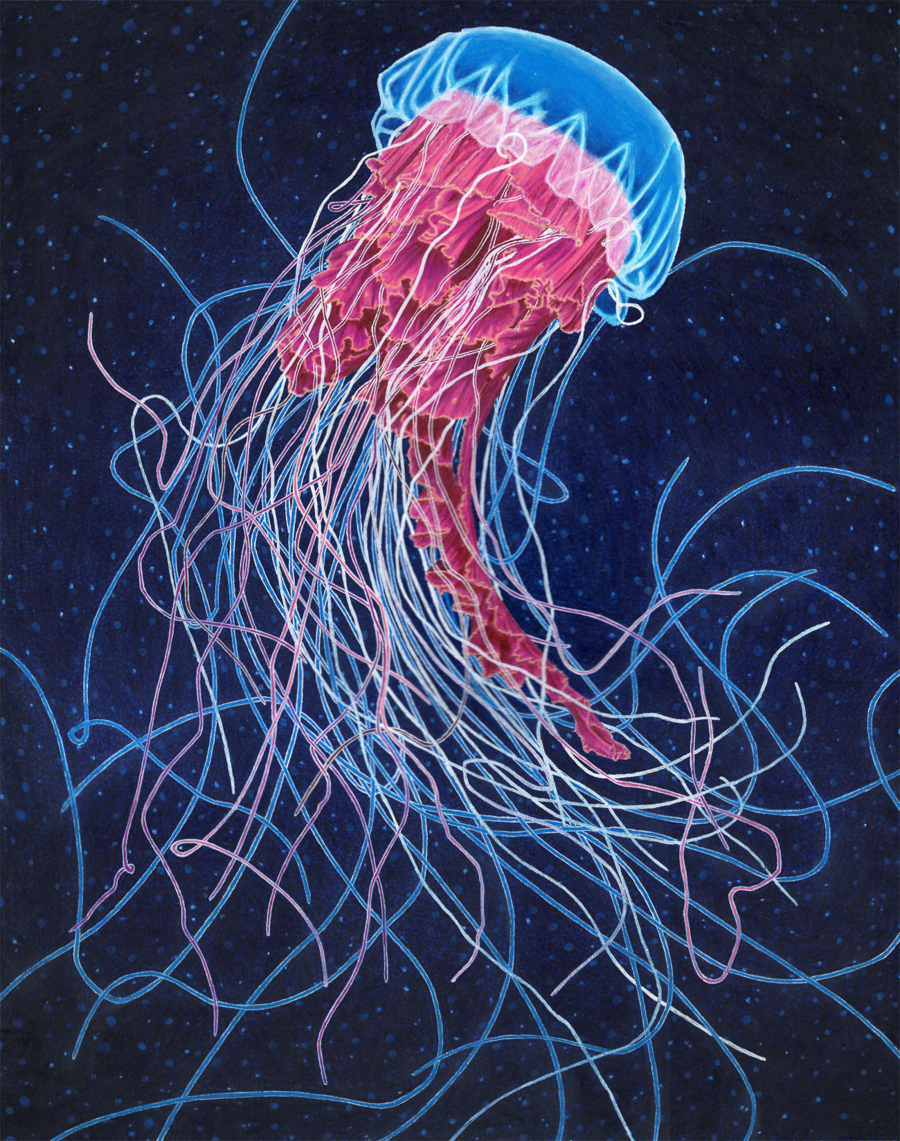900x1141 Jellyfish Drawing Color - Jellyfish Drawing Color