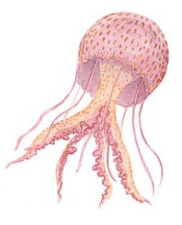 200x247 Know Your Jellyfish - Jellyfish Drawing Color