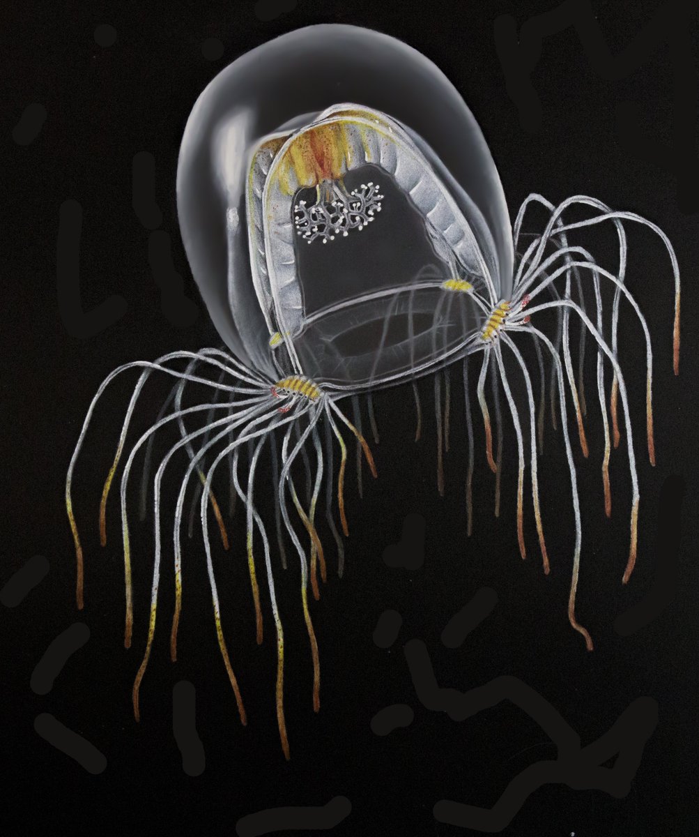 1003x1200 Nicholas Bezio On Twitter Jellyfish Can Come In Every Shape - Jellyfish Drawing Color