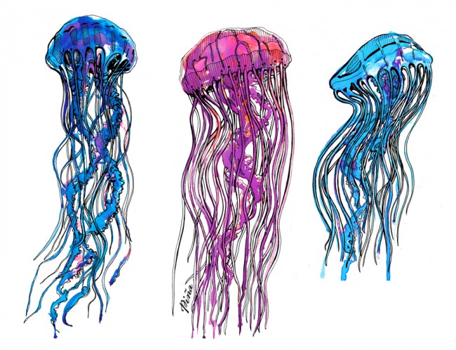 650x498 Drawings - Jellyfish Drawing Color