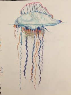 250x333 Jellyfish Drawing Tumblr - Jellyfish Drawing Color