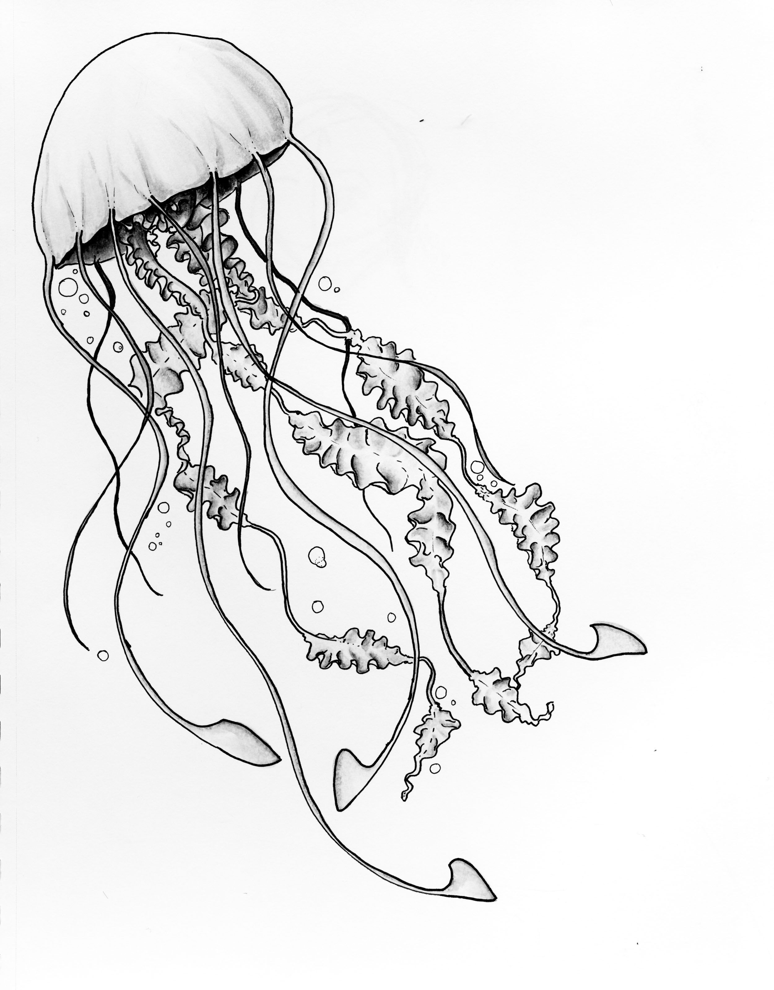 2500x3200 Jellyfish Drawing Easy - Jellyfish Drawing For Kids