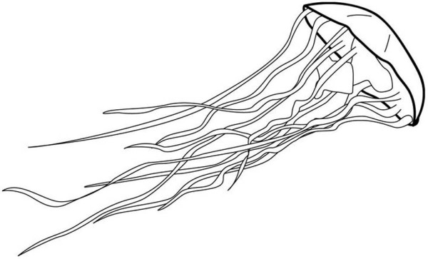600x363 Jellyfish Drawing For Kids - Jellyfish Drawing For Kids