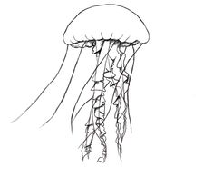 Jellyfish Line Drawing at PaintingValley.com | Explore collection of ...