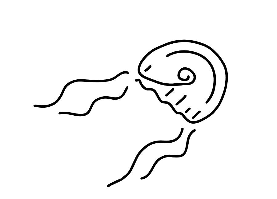 900x647 Jellyfish Sea Poison Drawing - Jellyfish Line Drawing