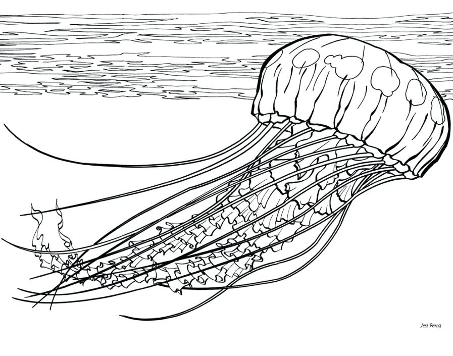 Jellyfish Line Drawing at Explore collection of