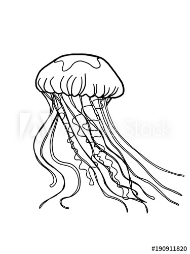 375x500 Jellyfish Sketch Drawing - Jellyfish Line Drawing