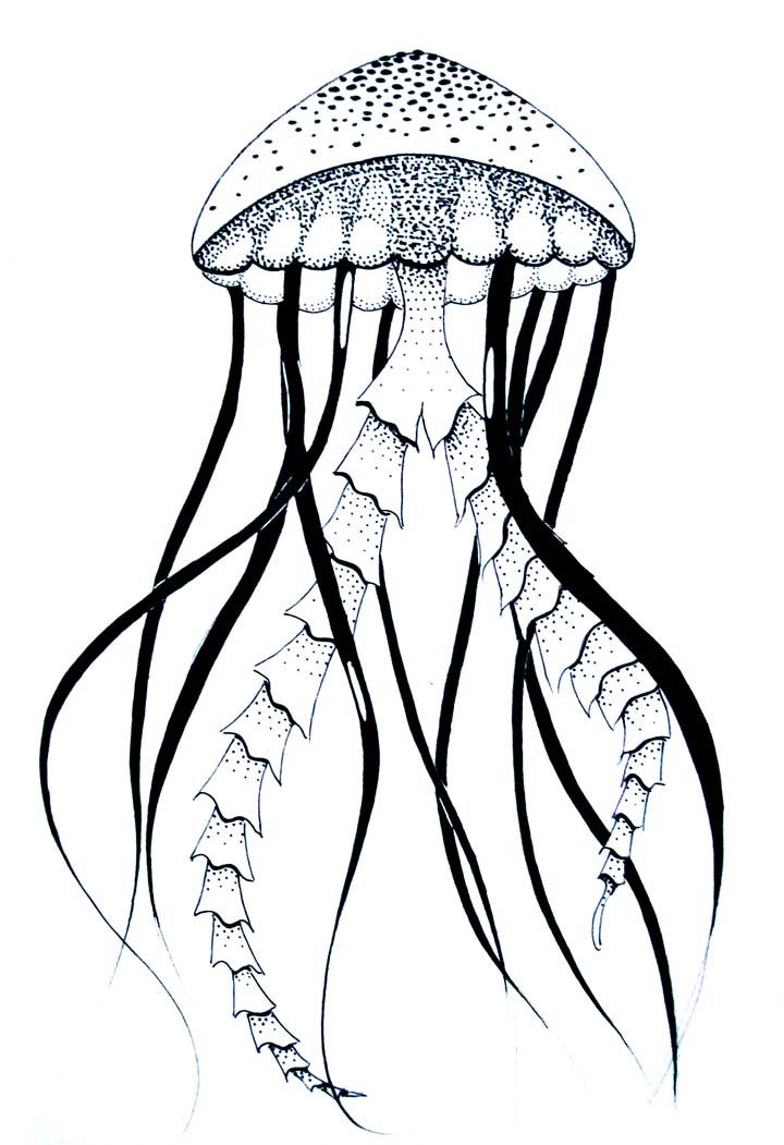 720x1051 Line Drawing Jellyfish - Jellyfish Line Drawing