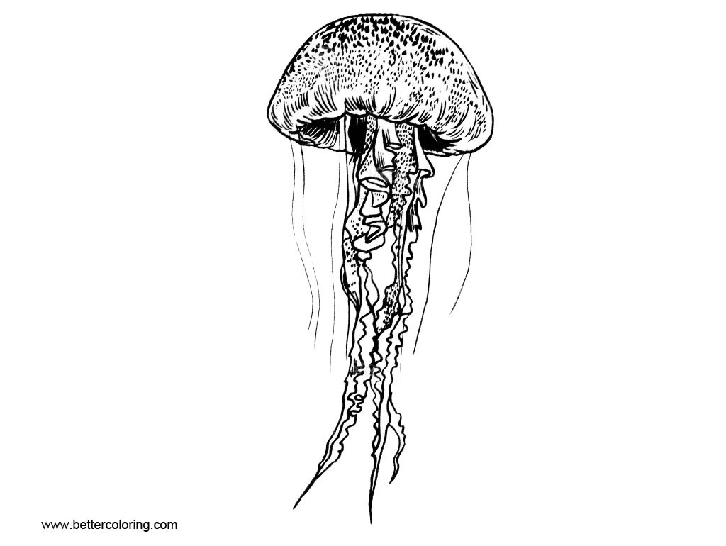 Jellyfish Line Drawing at Explore collection of