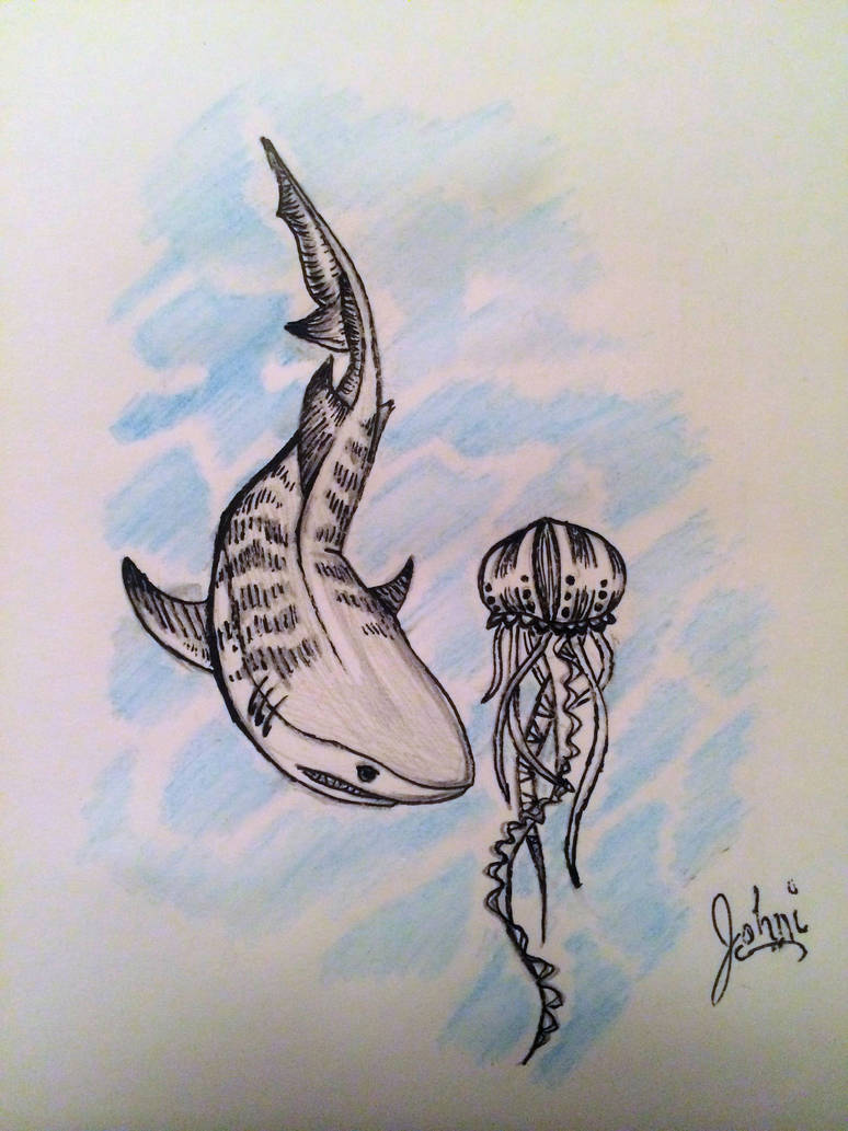 774x1033 Shark And Jellyfish Tattoo Sketch - Jellyfish Tattoo Drawing