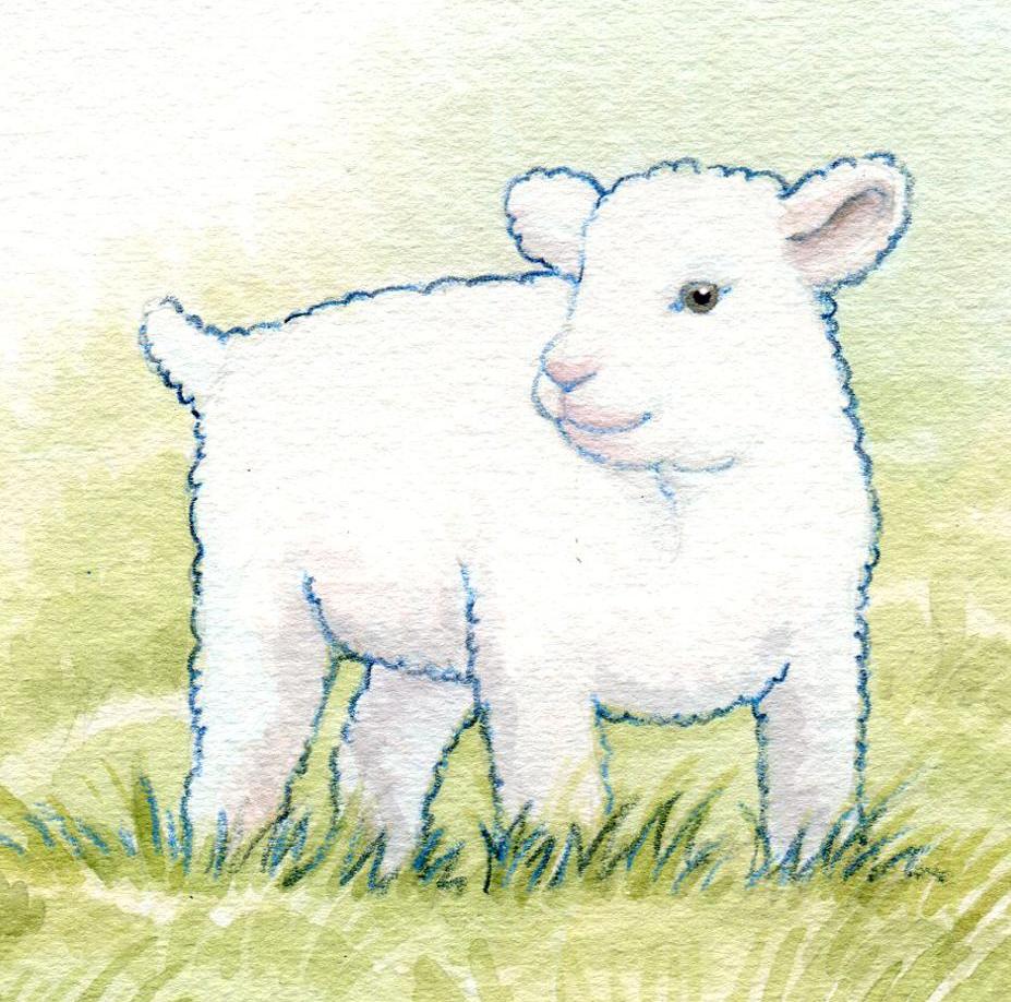 927x918 focus on jesus lamb jesus is the lamb of god - Jesus And Lamb Drawing