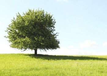 350x248 Drawing Nourishment From The Tree Of Life Jewish Federation - Jewish Tree Of Life Drawing