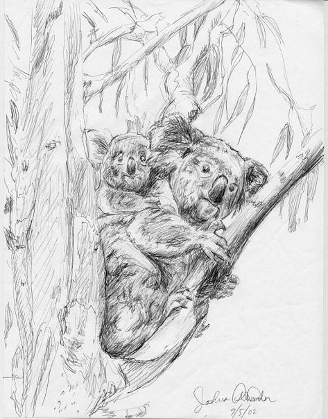 473x604 Koala Bear And Joey Drawing - Joey Drawing