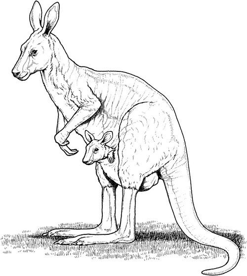 500x557 Kangaroo Drawing Pics Kangaroo Pencil Drawing Drawings - Joey Drawing