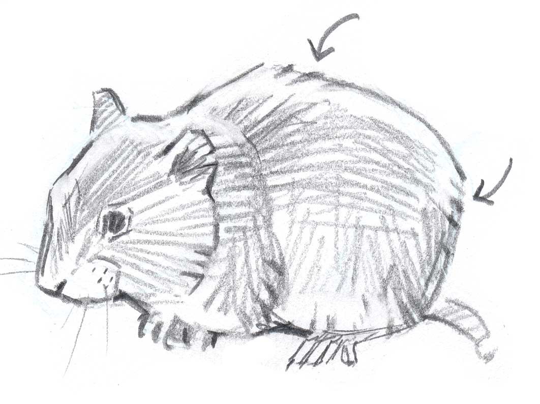 1062x794 how to draw a mountain lion fur texture - John Muir Drawings