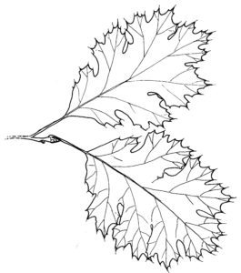 265x300 lake merritt fieldtrip drawing trees - John Muir Drawings