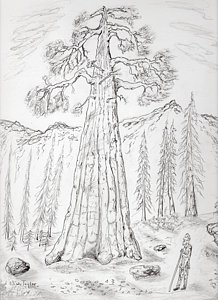 218x300 yosemite park drawings fine art america - John Muir Drawings