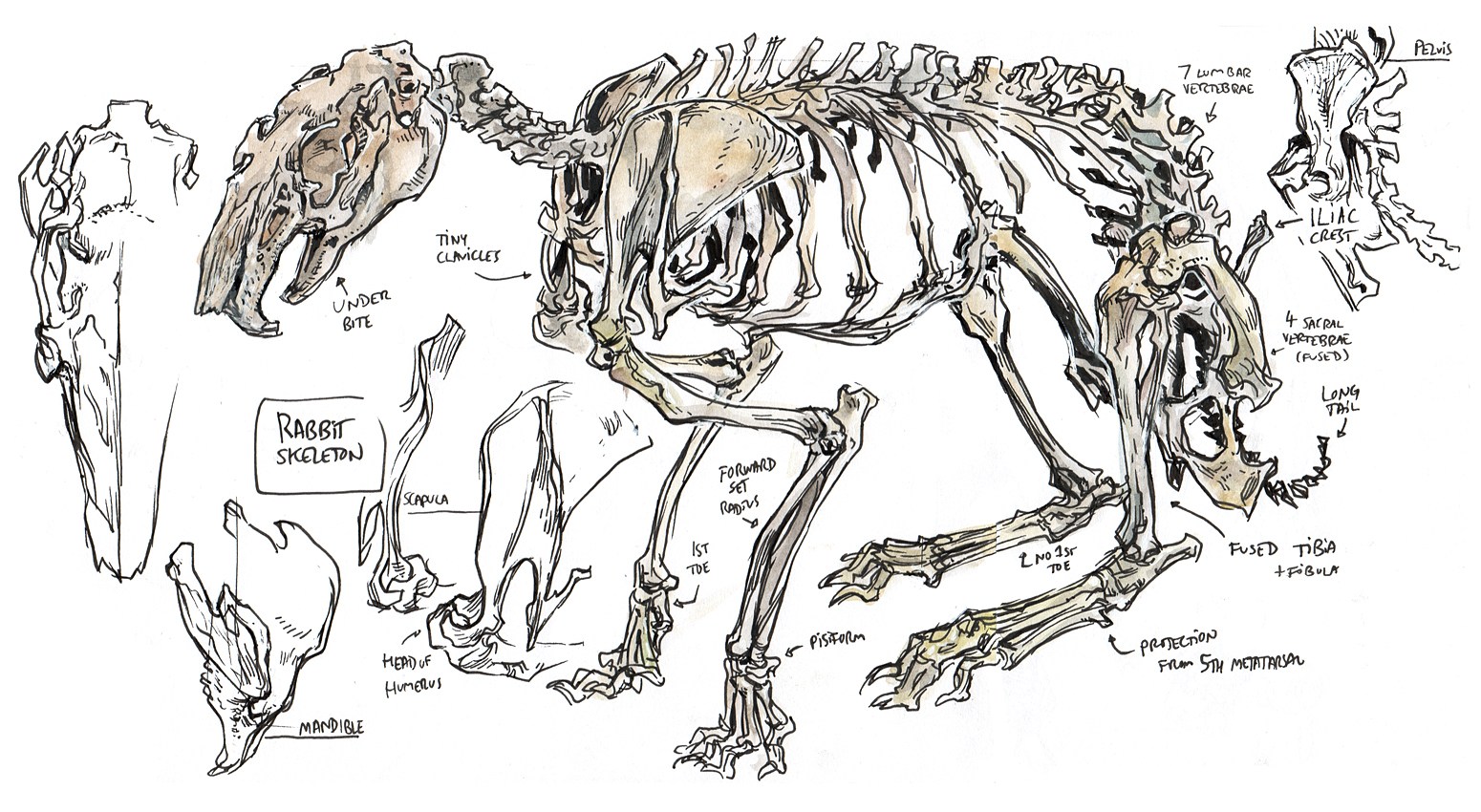 1550x850 art and drawing archives - John Muir Drawings