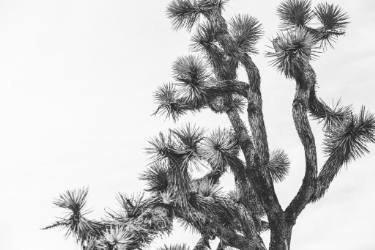 375x250 Joshua Tree - Joshua Tree Drawing