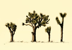 240x167 Joshua Tree Drawing - Joshua Tree Drawing
