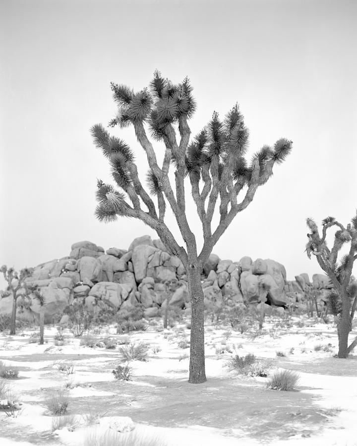 Joshua Tree Drawing at PaintingValley.com | Explore collection of ...