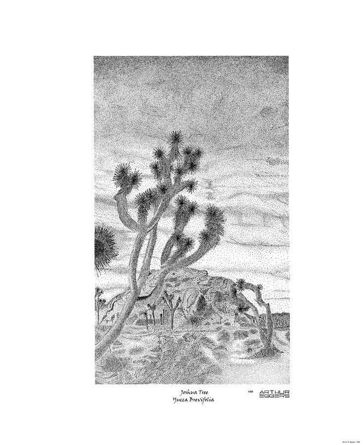 734x900 Joshua Tree Yucca Brevifolia Drawing - Joshua Tree Drawing