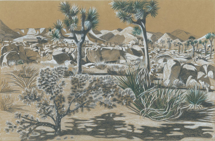 750x492 Kate Crook - Joshua Tree Drawing