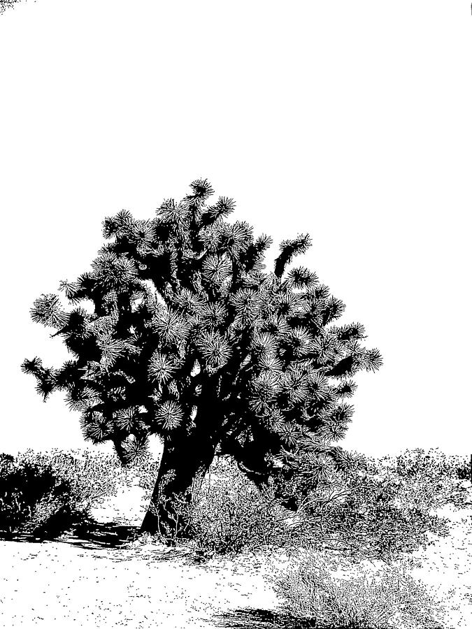 675x900 Mojave Joshua Tree Drawing - Joshua Tree Drawing