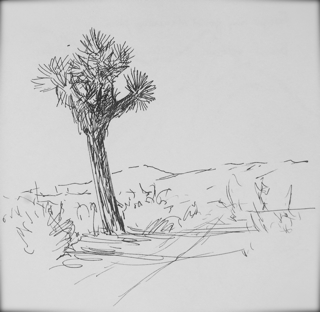 320x312 Open To The Wind Joshua Tree Drawings - Joshua Tree Drawing