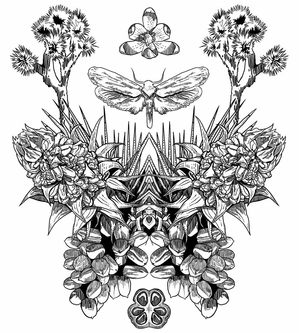 1000x1115 The Joshua Tree Myth, Mutualism And Survival Link Tv - Joshua Tree Drawing