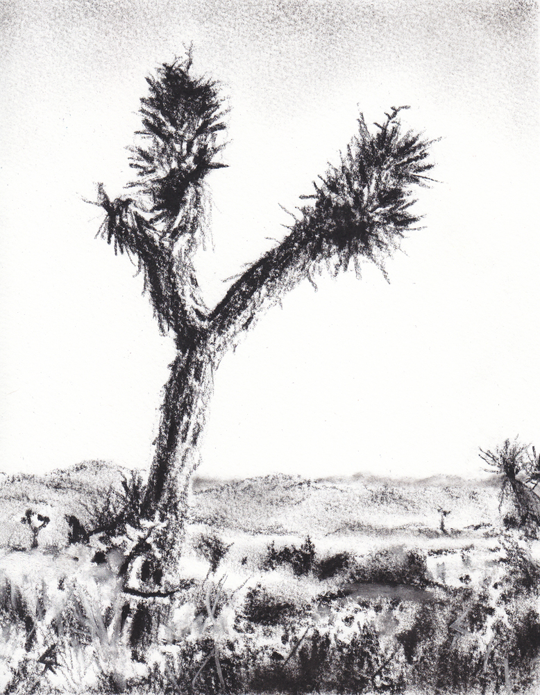 Joshua Tree Drawing at Explore collection of