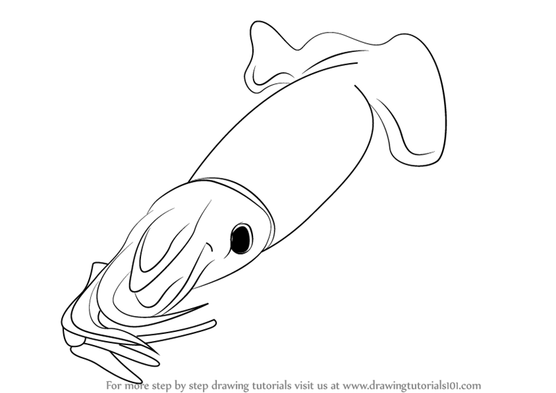 800x566 learn how to draw a jumbo flying squid - Jumbo Drawing