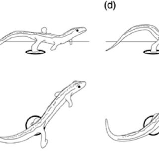 320x320 line drawing of a representative jump - Jump Drawing
