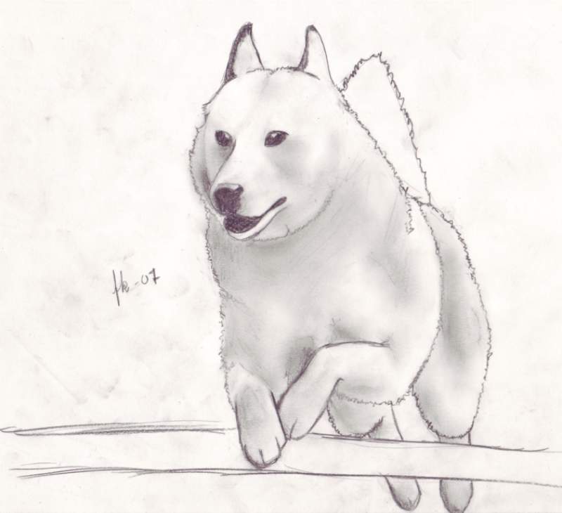 800x730 fanart fax - Jumping Dog Drawing