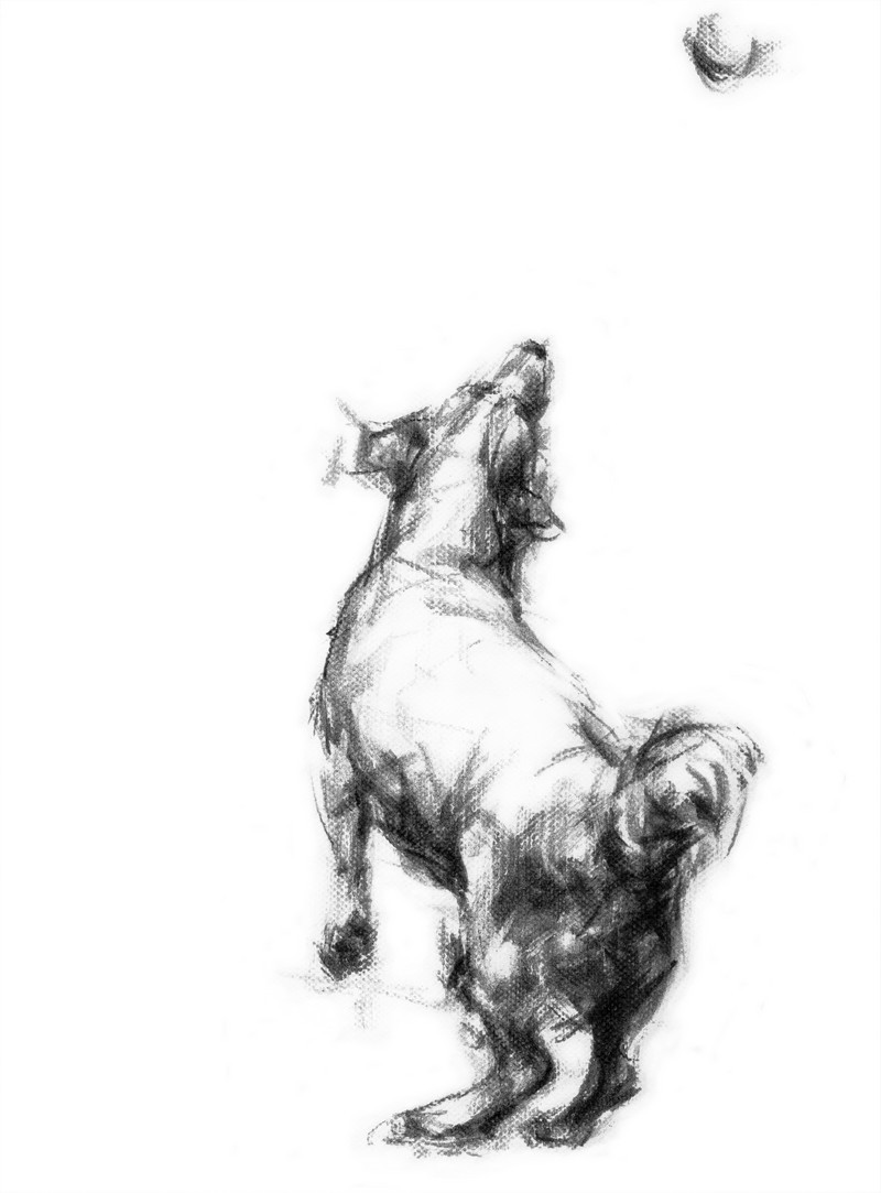 800x1083 Jumping Jack Russell - Jumping Dog Drawing