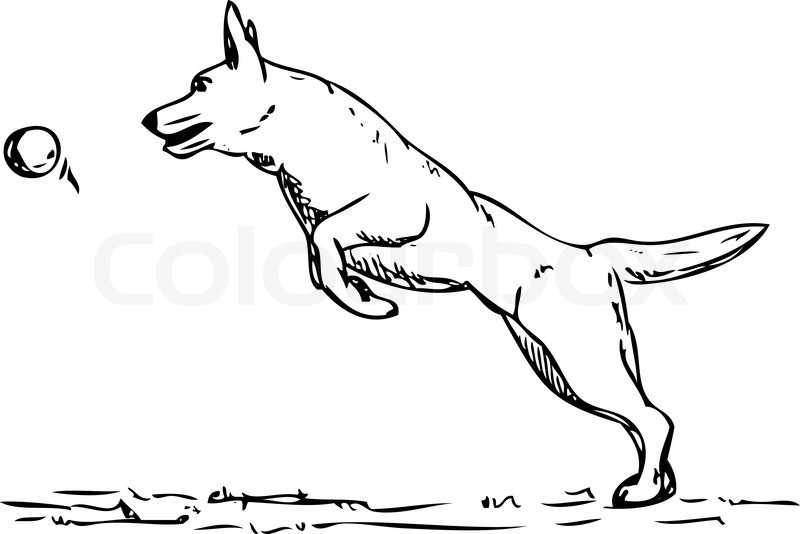 800x534 Vector - Jumping Dog Drawing