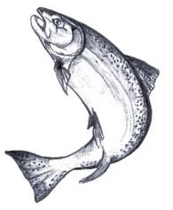 195x237 The Fish Swims In Its Natural Jumping Salmon Drawing Salmon - Jumping Fish Drawing