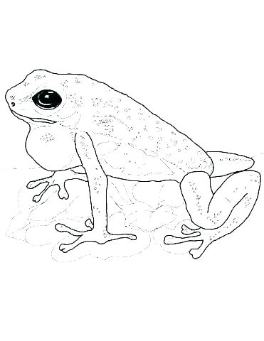 371x480 Leap Frog Coloring Pages Free Printable Frog Coloring Pages - Jumping Frog Drawing