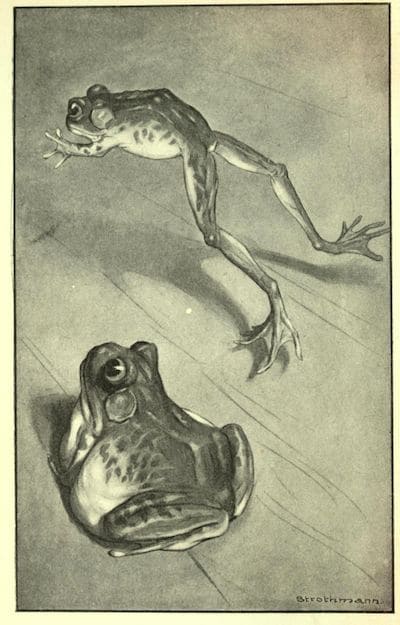 400x625 The Celebrated Jumping Frog Of Calaveras County - Jumping Frog Drawing