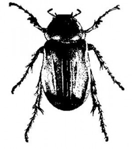 265x300 Gazette June Bug The Importance Of Time And Opportunity - June Bug Drawing