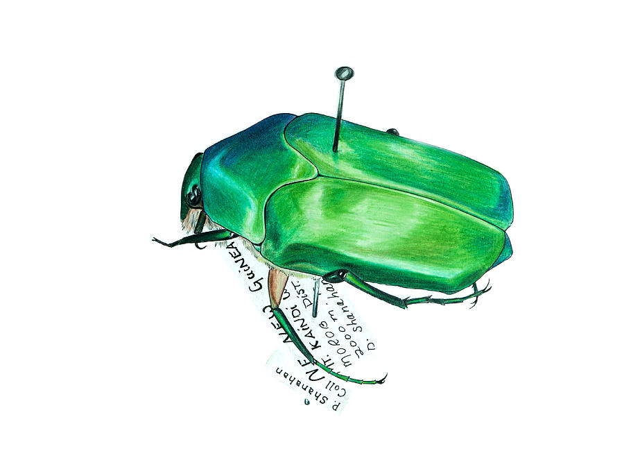 June Bug Drawing At Explore Collection Of June Bug Drawing 1954