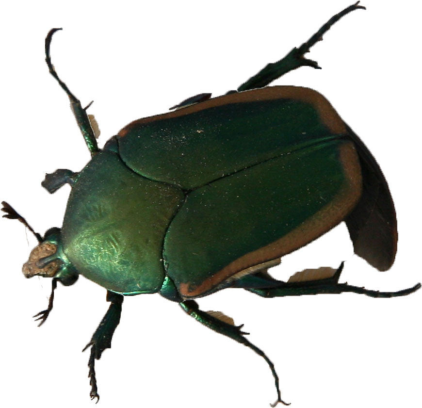 870x841 June Bug Photograph - June Bug Drawing