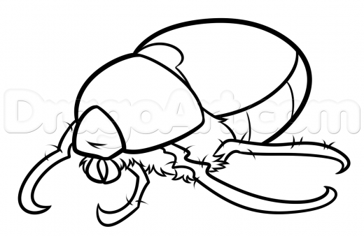 520x338 Learn June Bug Drawing Lesson, Bugs, Animals, Free Step - June Bug Drawing