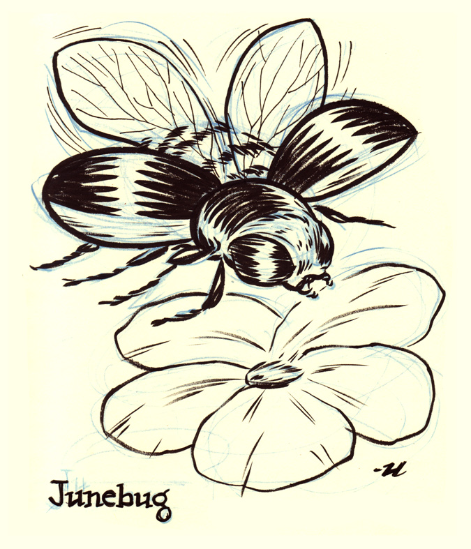 June Bug Drawing at Explore collection of June Bug