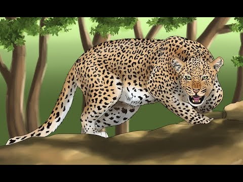 480x360 Jungle Animals Coloring Book How To Draw A Leopard Learn Drawing - Jungle Animals Drawing