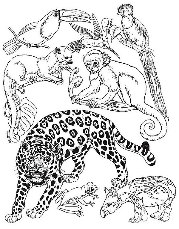 600x764 Rainforest Animals Small - Jungle Animals Drawing