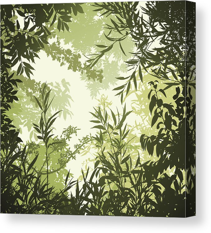 678x748 monochromatic green forest background with trees and plants canvas - Jungle Background Drawing